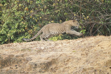 Sri Lankan Leopard in Wilpattu National Park, Sri Lanka 