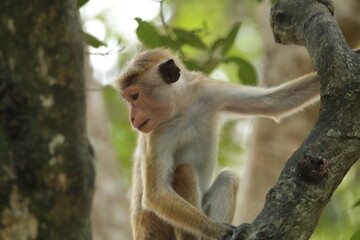 Toque macaque in Wilpattu National Park, Sri Lanka 
