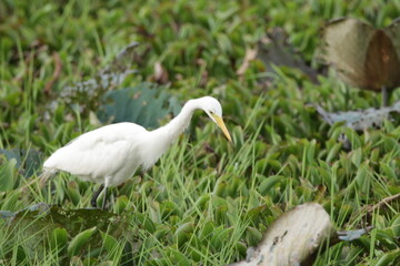 Sri Lankan Birds in Wilpattu National Park, Sri Lanka 