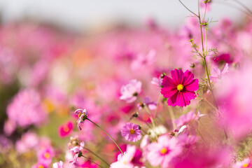 色とりどりのコスモス畑