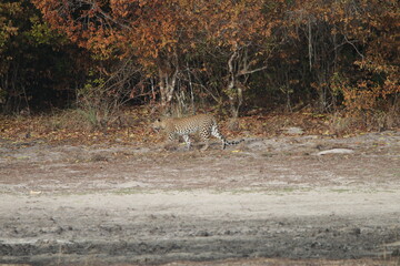 Sri Lankan Leopard in Wilpattu National Park, Sri Lanka 