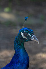 Fototapeta premium Peacock Close up