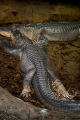alligator in the swamp