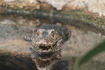 close up of a caiman