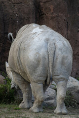 Fototapeta premium rhino in the zoo