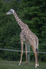 giraffe in the zoo