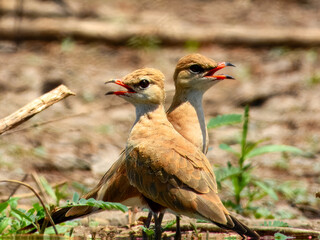 Australian Pratincole (Stiltia isabella) in Australia
