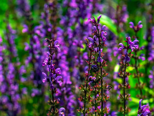Salvia nemorosa, forest sage, beautiful bright color, violet blue flowers in bloom, muscadine flowering ornamental plants in the garden.