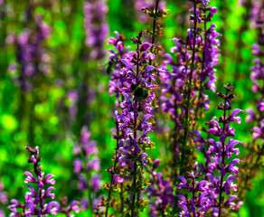 Salvia nemorosa, forest sage, beautiful bright color, violet blue flowers in bloom, muscadine flowering ornamental plants in the garden.