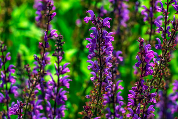 Salvia nemorosa, forest sage, beautiful bright color, violet blue flowers in bloom, muscadine flowering ornamental plants in the garden.