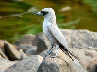 Black-faced Woodswallow	(Artamus cinereus) in Australia