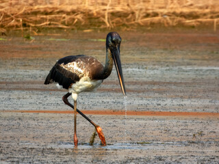 Black-necked Stork (Ephippiorhynchus asiaticus) in Australia