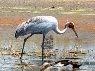 Brolga (Grus rubicunda) in Australia