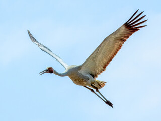 Brolga (Grus rubicunda) in Australia