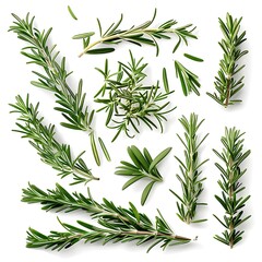 Naklejka premium Set with fresh rosemary isolated on white background