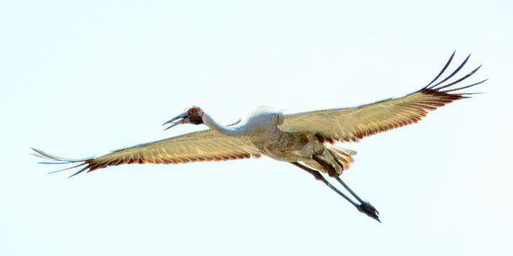 Brolga (Grus rubicunda) in Australia