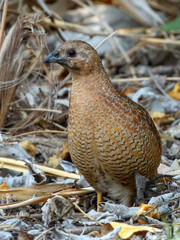 Brown Quail (Synoicus ypsilophorus) in Australia