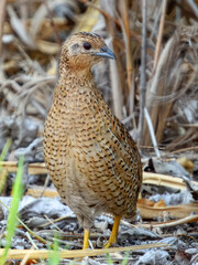 Brown Quail (Synoicus ypsilophorus) in Australia