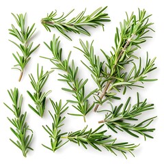 Fototapeta premium Set with fresh rosemary isolated on white background