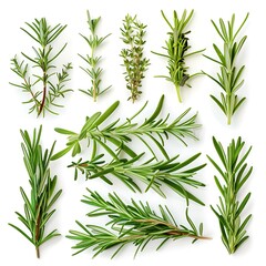 Naklejka premium Set with fresh rosemary isolated on white background
