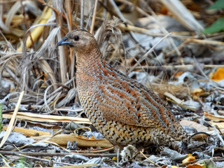 Brown Quail (Synoicus ypsilophorus) in Australia