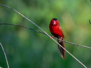 Crimson Finch (Neochmia phaeton) in Australia