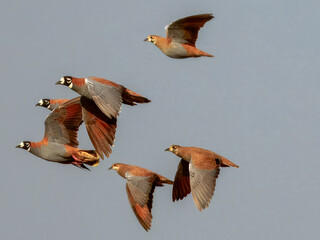 Flock Bronzewing (Phaps histrionica) in Australia