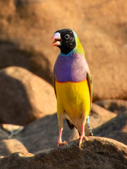 Gouldian Finch (Erythrura gouldiae) in Australia