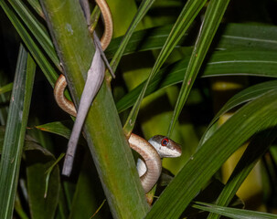 Mulga Snake (Pseudechis australis) in Australia