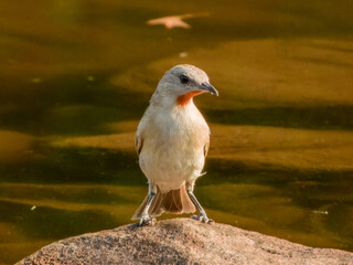 Rufous-throated Honeyeater (Conopophila rufogularis) in Australia