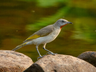 Rufous-throated Honeyeater (Conopophila rufogularis) in Australia