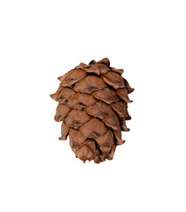 pine cone isolated on white