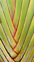 Textured trunk of ravenala madagascariensis palm.