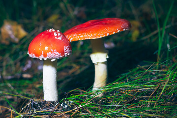 Two Amanita Muscaria, Known as the Fly Agaric or Fly Amanita: Healing and Medicinal Mushroom with Red Cap Growing in Forest. Can Be Used for Micro Dosing, Spiritual Practices and Shaman Rituals
