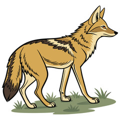 vector Drawing of Jackal 