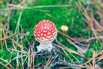 Young Amanita Muscaria, Known as the Fly Agaric or Fly Amanita: Healing and Medicinal Mushroom with Red Cap Growing in Forest. Can Be Used for Micro Dosing, Spiritual Practices and Shaman Rituals