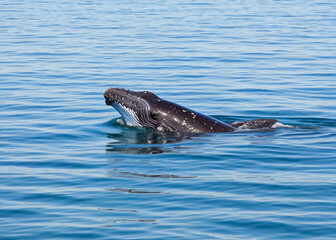 Fototapeta premium A Baby Humpback Whale Plays Near the Surface in Blue Water