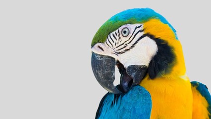 Colorful parrot isolated on white transparent background. Macaw bird cutout on empty screen