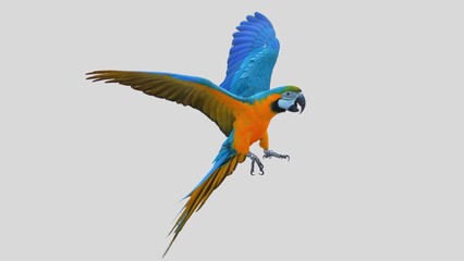 Colorful parrot flying isolated on white transparent background. Macaw bird cutout on empty screen
