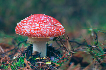 Mature Amanita Muscaria, Known as the Fly Agaric or Fly Amanita: Healing and Medicinal Mushroom with Red Cap Growing in Forest. Can Be Used for Micro Dosing, Spiritual Practices and Shaman Rituals
