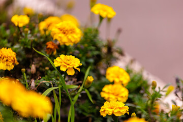 A field of yellow flowers with some brown flowers in the background