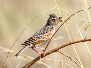 Singing Bushlark (Mirafra javanica) in Australia