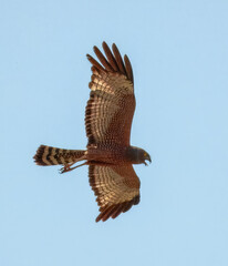 Spotted Harrier (Circus assimilis) in Australia