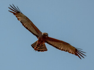 Spotted Harrier (Circus assimilis) in Australia