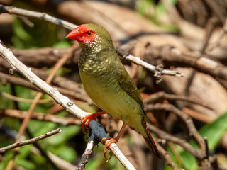 Stunning native bird of Australia. Found across rural inland areas.