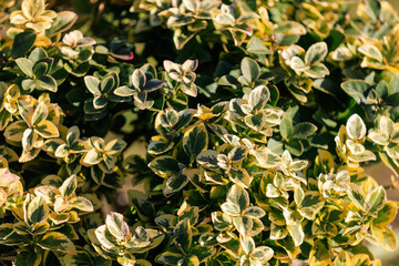 A bush with green and yellow leaves
