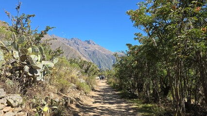 Inca trail dirt walking track with prickly pear cactus in the Andes Mountain range in Peru.