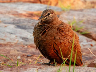 White-quilled Rock-Pigeon (Petrophassa albipennis) in Australia