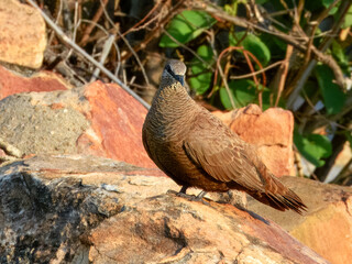 White-quilled Rock-Pigeon (Petrophassa albipennis) in Australia