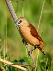 Yellow-rumped Munia (Lonchura flaviprymna) in Australia